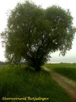 Butjadingen9.JPG