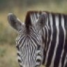 DasZebra