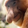 MonkeeeOnTheRun