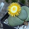 Pleiospilos