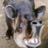 Tapir