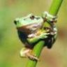 laubfrosch69