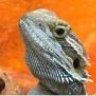 Bearded Dragon