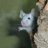 Landmaus