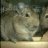 Indiana Degu