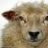 Schaf Shaun
