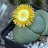 Pleiospilos