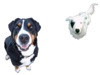 OLE_UND_BALOU_klein.png