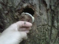lochimbaum.jpg