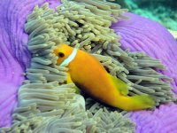 Clownfish043.jpg