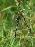 libelle.jpg