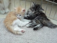 jackson+jules.jpg