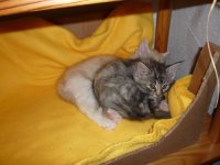 und ich hab doch soo einen schönen katzenkorb.jpg