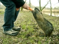 Nutria_in_Mülheim.jpg
