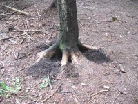 tree3.jpg