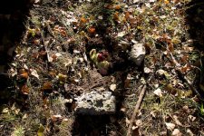 geocaching_ru-2010-10-14-003.jpg