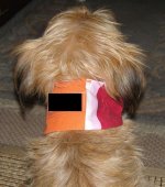 Cindykragenohne.jpg