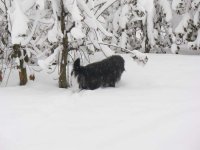 Schneehund 25122010.jpg