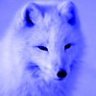 Eisfuchs