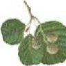 Alnus