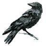 corvus_vallum