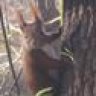 Schönhörnchen