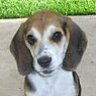 Beagle_1