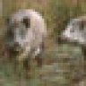 Wildschweinchen