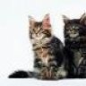 Maine Coon