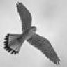 Nighthawk