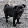 pugdog-gt
