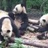 The Panda's