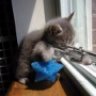 SniperCat