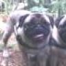 PugPower