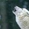 Team White Werewolf