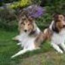 Colliefreund