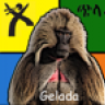 Gelada