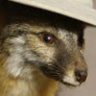Ranger Fox