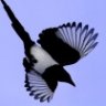 Magpie42
