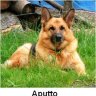 Aputto