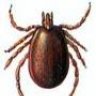 Ixodes ricinus