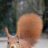 squirrel42