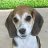 Beagle_1