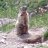 marmotte407