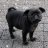 pugdog-gt