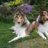 Colliefreund