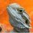 Bearded Dragon