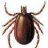 Ixodes ricinus
